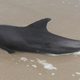 A stranded melon-headed whale in Florida.